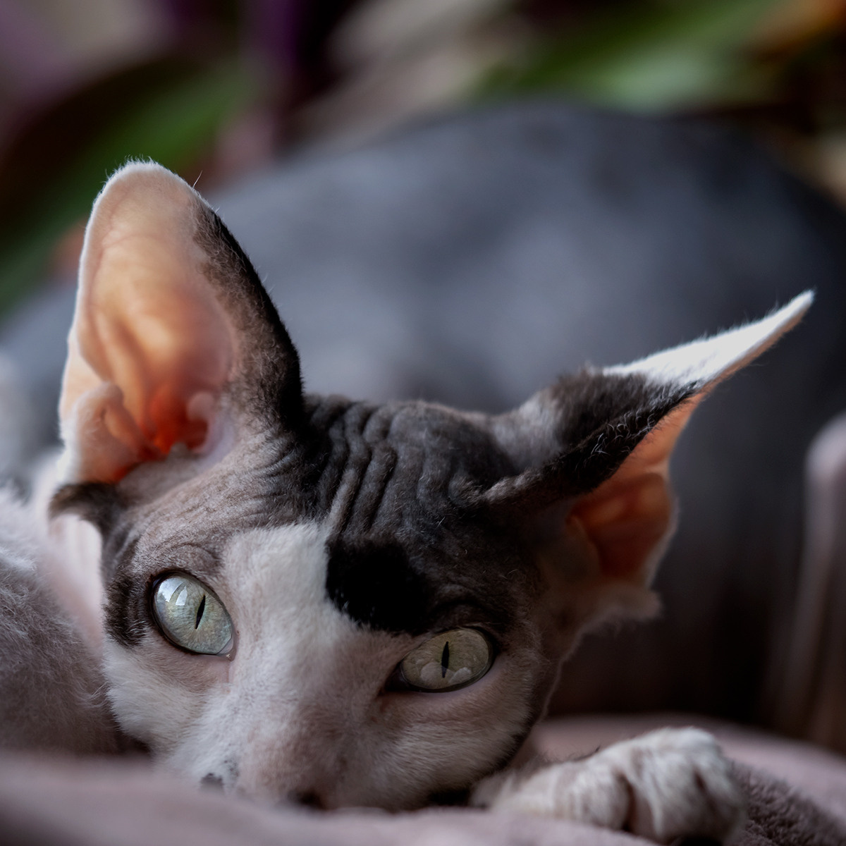 Katzen. LUKIN IGOR Photography