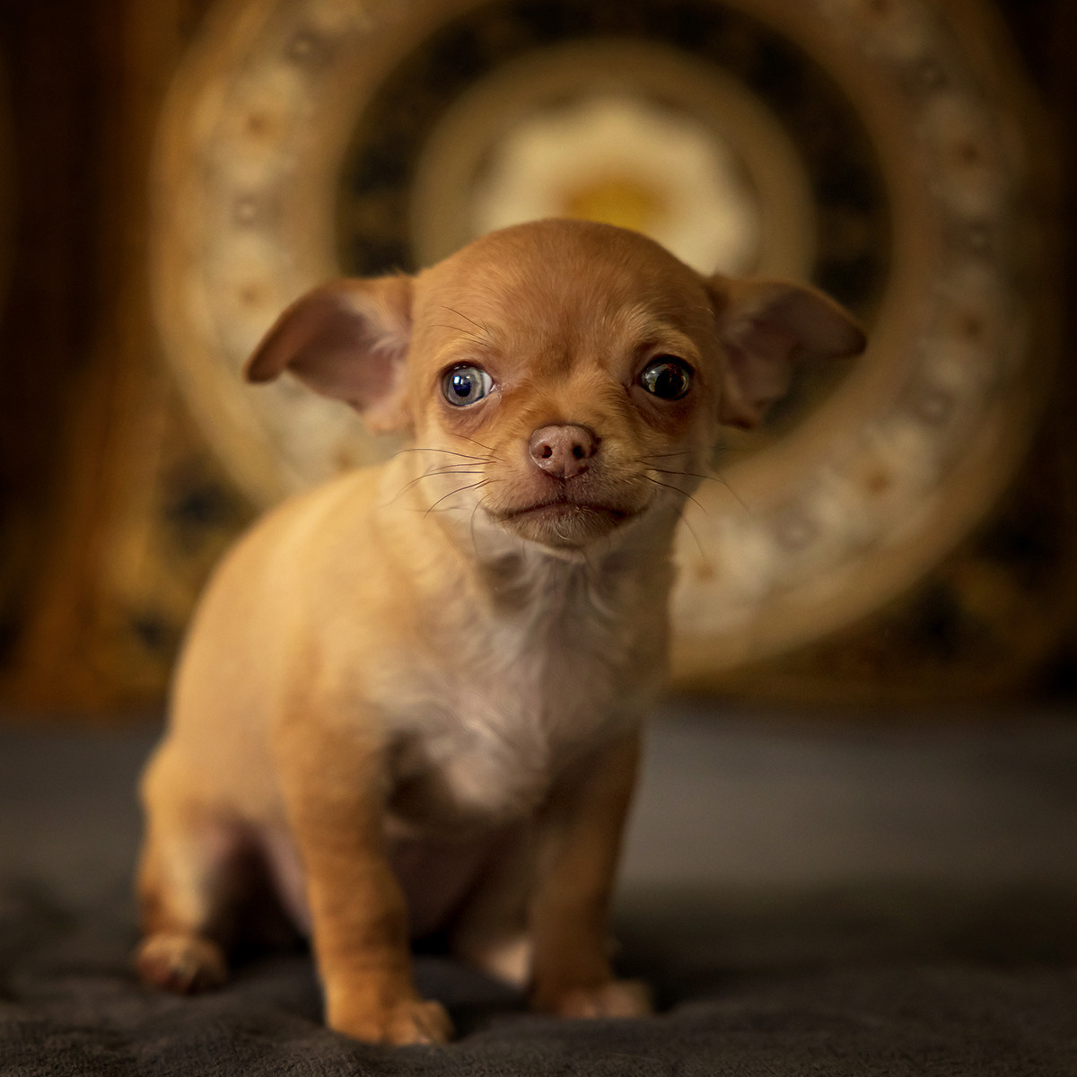 Hunde. LUKIN IGOR Photography