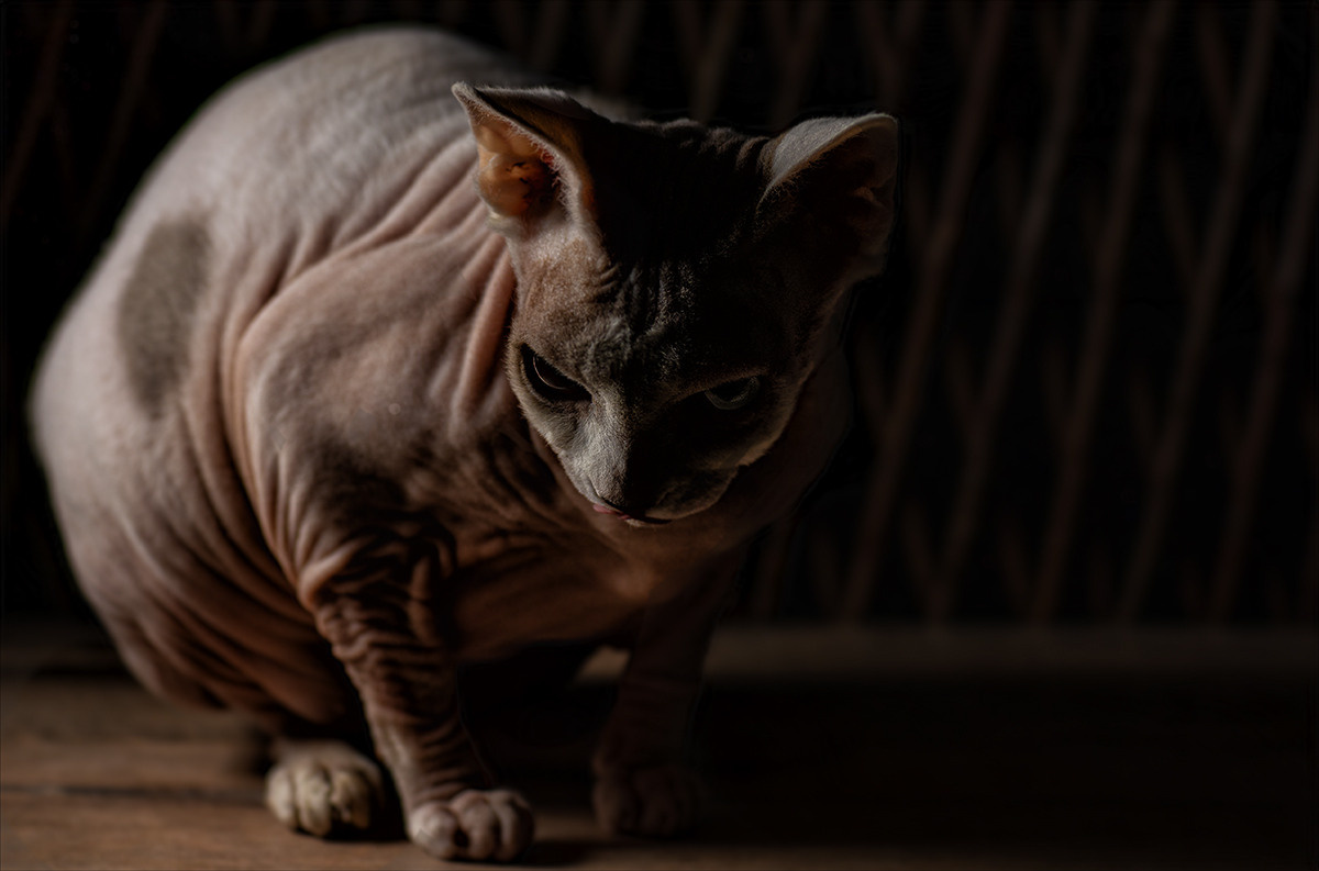 Katzen. LUKIN IGOR Photography