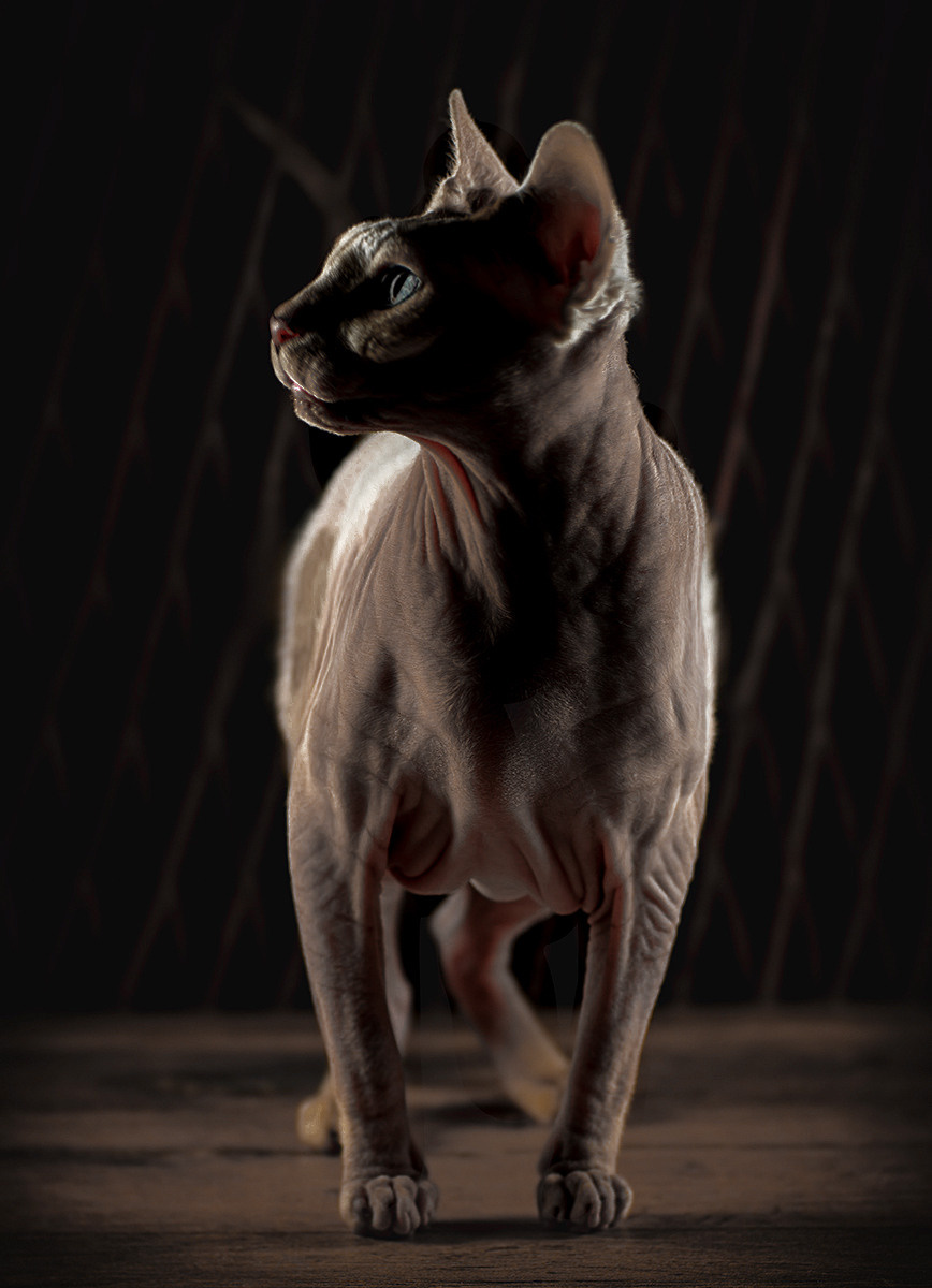 Katzen. LUKIN IGOR Photography