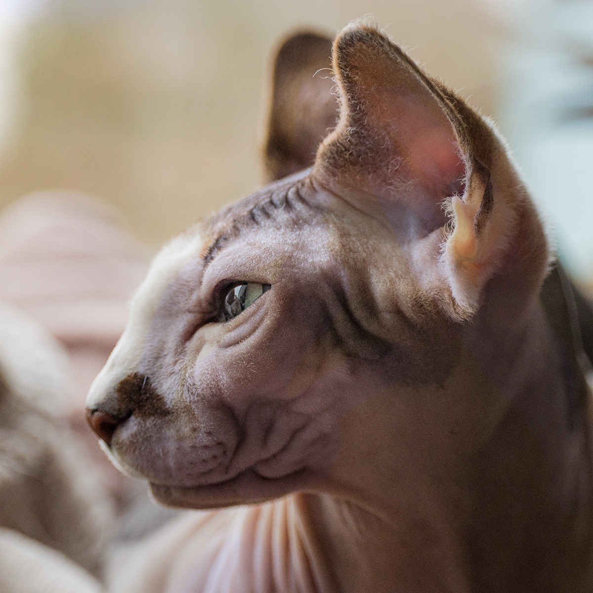 Katzen. LUKIN IGOR Photography