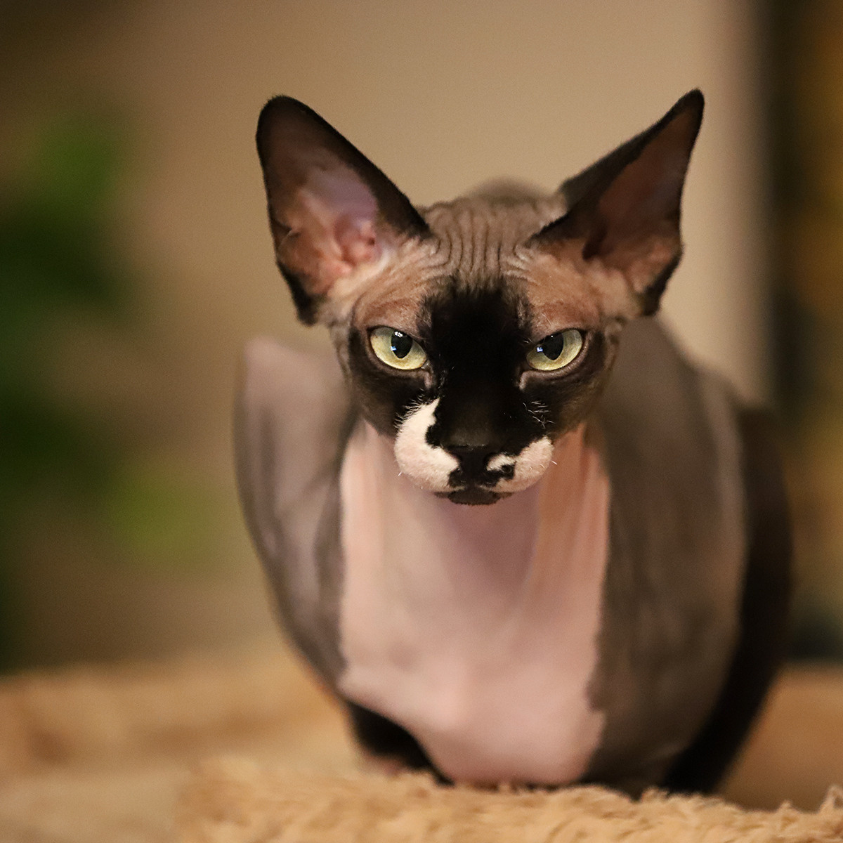 Katzen. LUKIN IGOR Photography