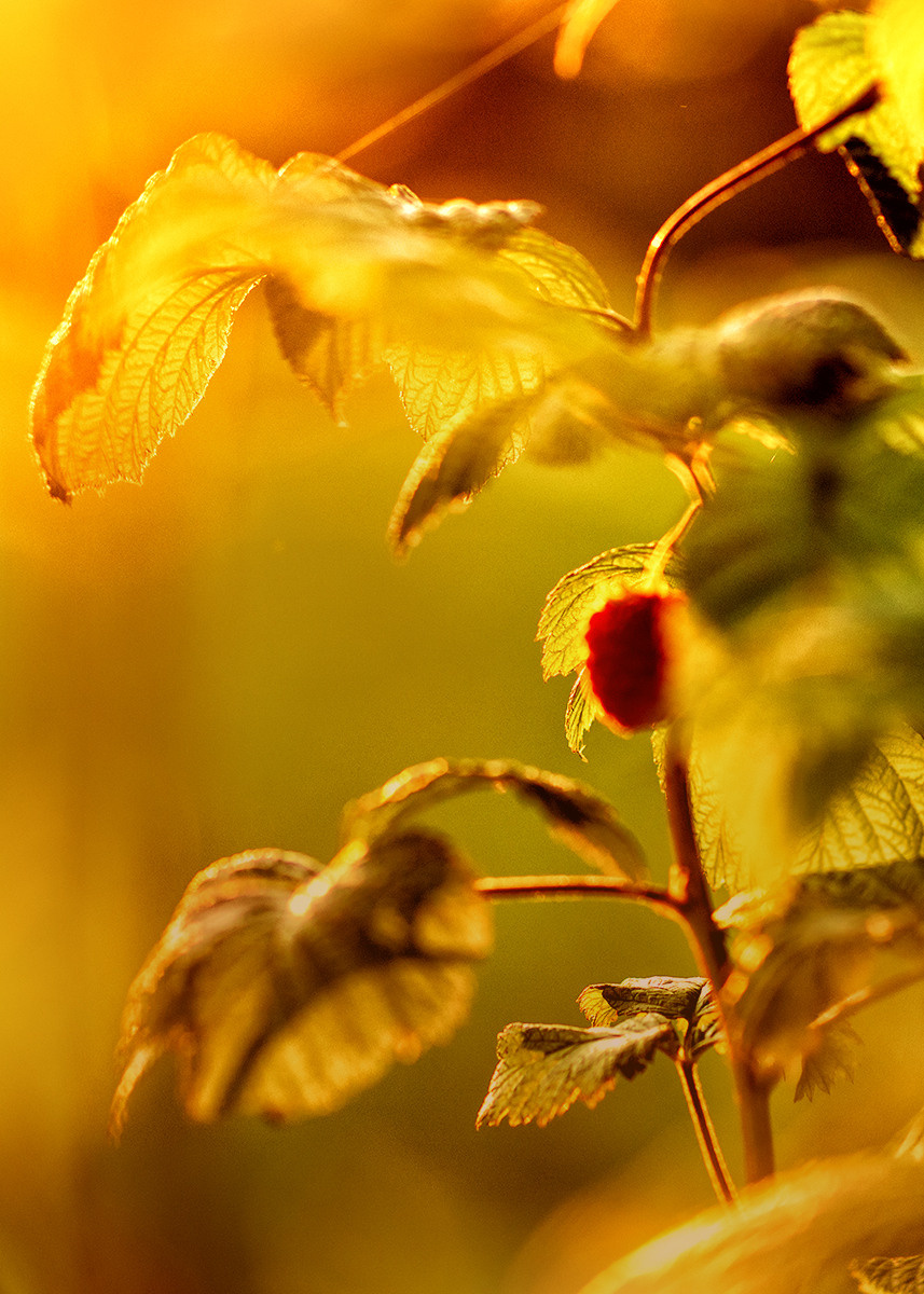 Blumen. LUKIN IGOR Photography