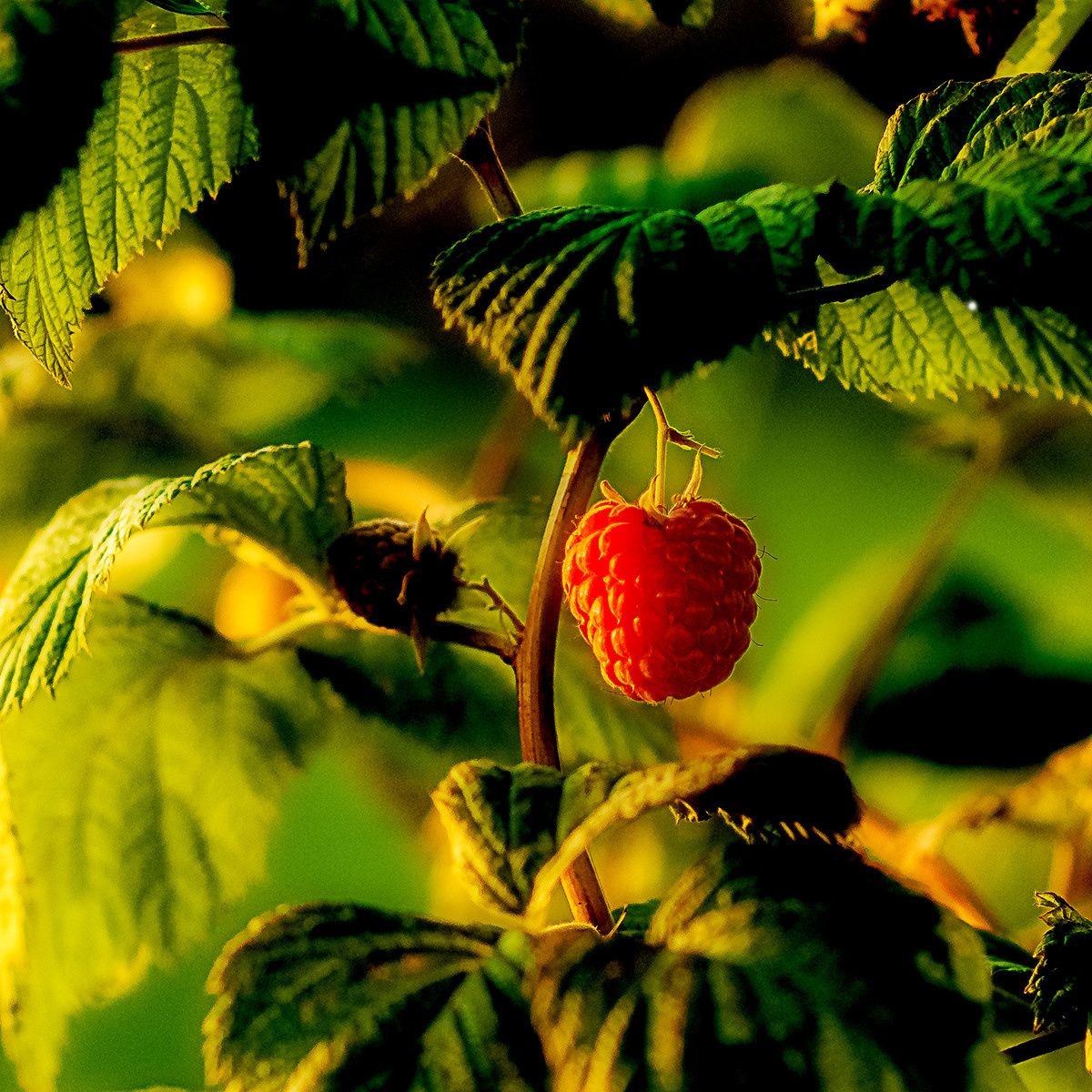Blumen. LUKIN IGOR Photography