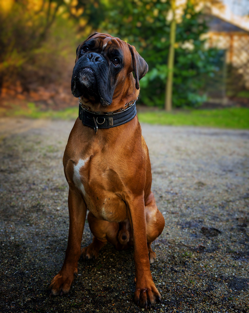 Hunde. LUKIN IGOR Photography