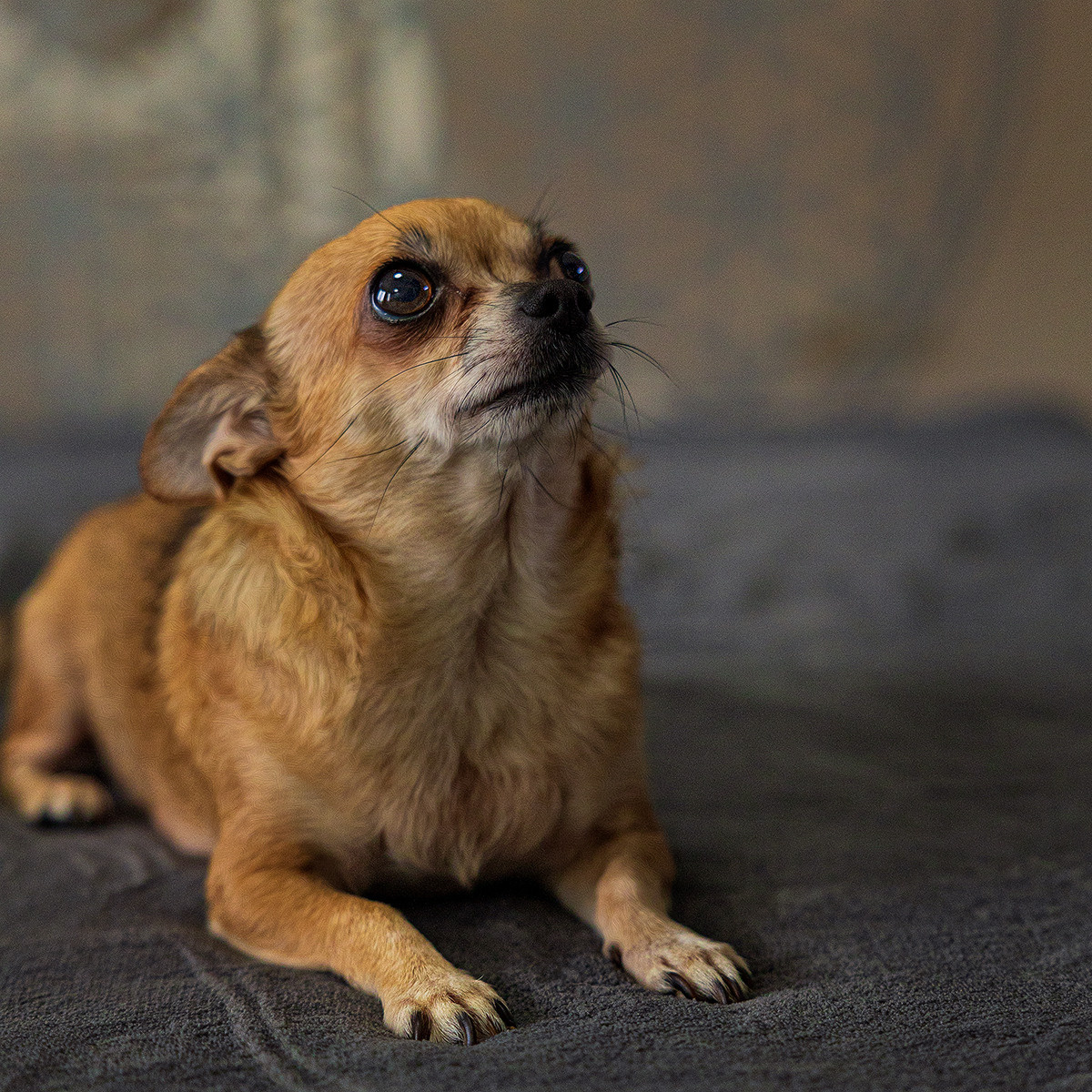 Hunde. LUKIN IGOR Photography