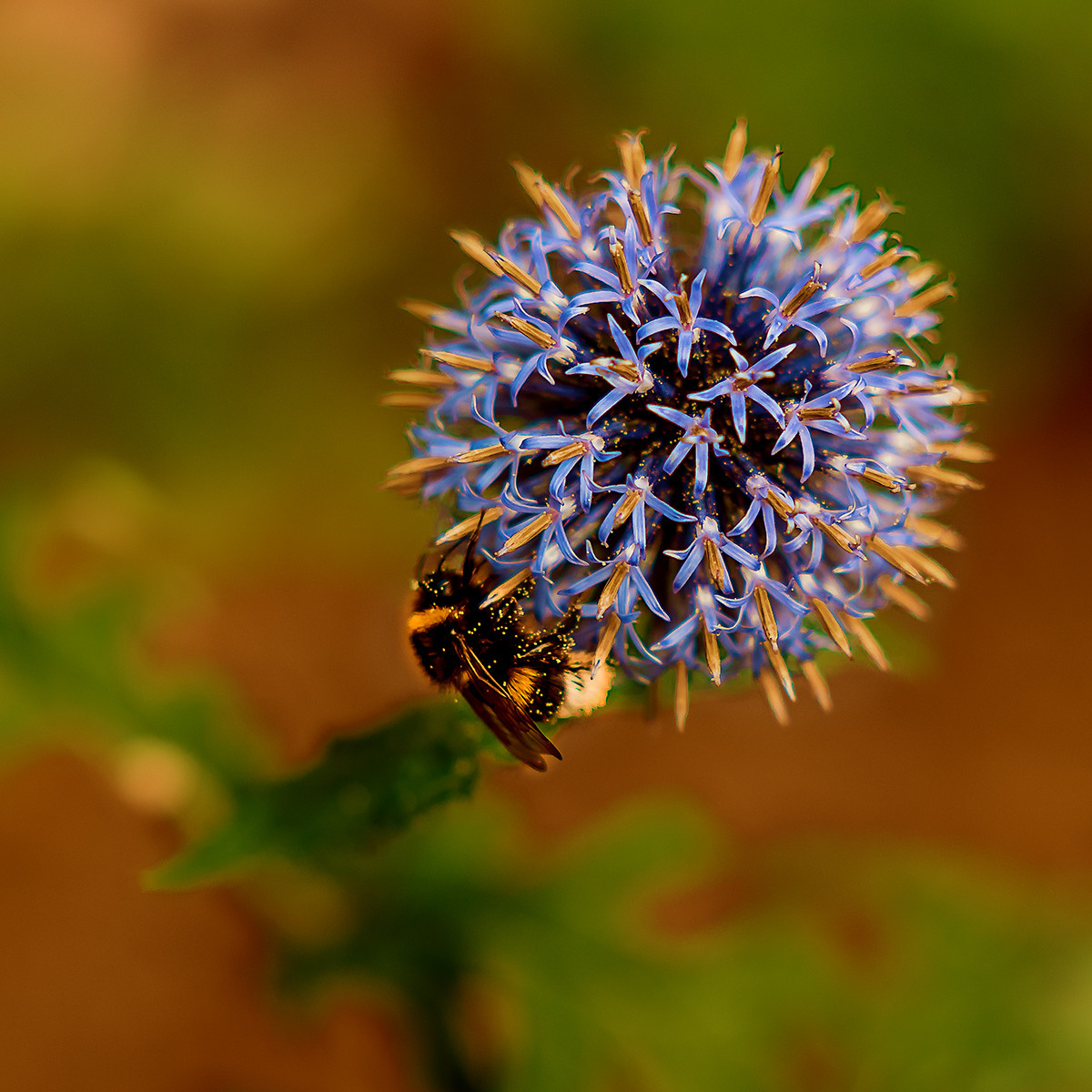 Blumen. LUKIN IGOR Photography