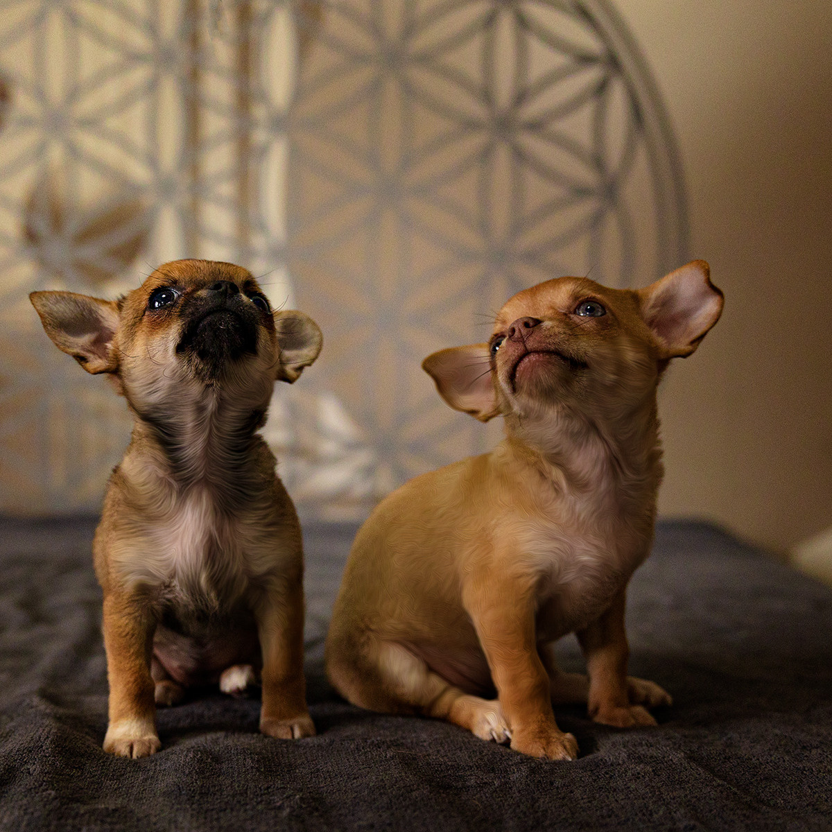 Hunde. LUKIN IGOR Photography