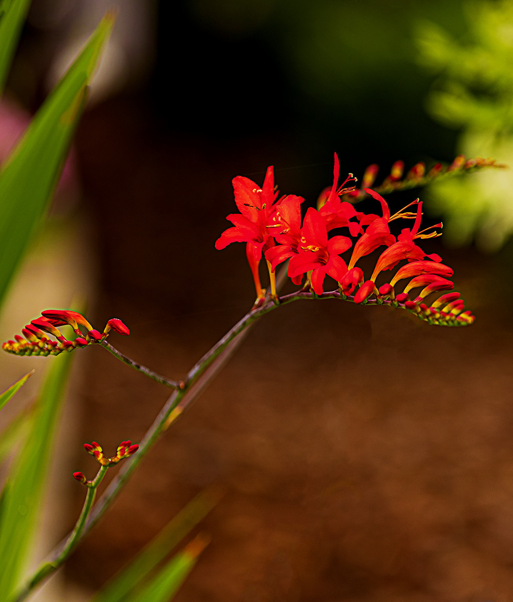 Blumen. LUKIN IGOR Photography