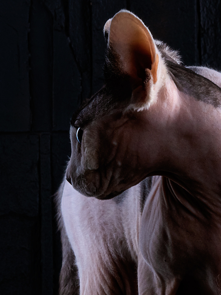 Katzen. LUKIN IGOR Photography