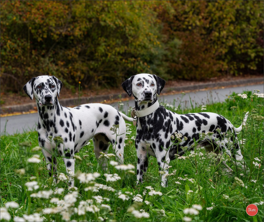 Expo canine 🇫🇷 Poitiers 18-19/10/2025. Photographe à Strasbourg | Portraits, Studio, Enfants, Événements