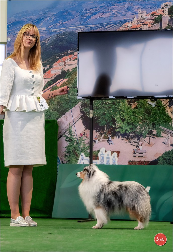 Dog Show  🇮🇹  San Marino. Photographe à Strasbourg | Portraits, Studio, Enfants, Événements