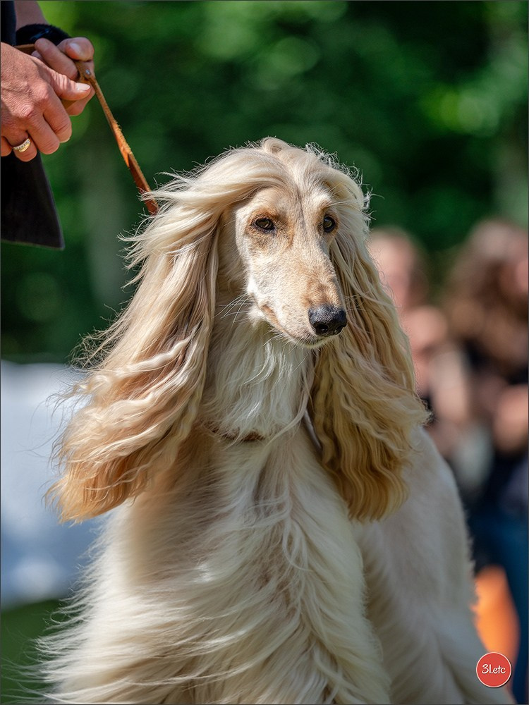 Photographie animalière. Photographe à Strasbourg | Portraits, Studio, Enfants, Événements