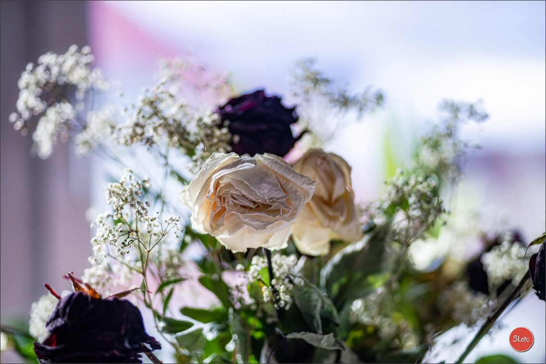 Les fleurs fanées. Photographe à Strasbourg | Portraits, Studio, Enfants, Événements
