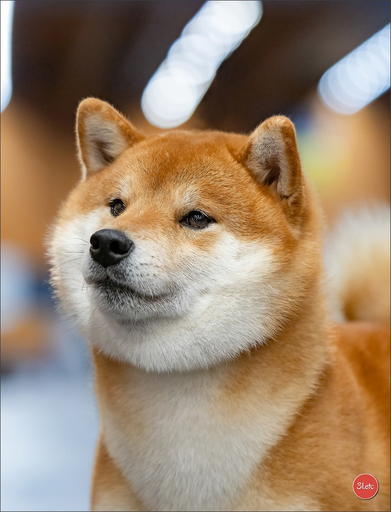 13-14.12.2025   🇧🇪   Brussels Dog Show. Photographe à Strasbourg | Portraits, Studio, Enfants, Événements