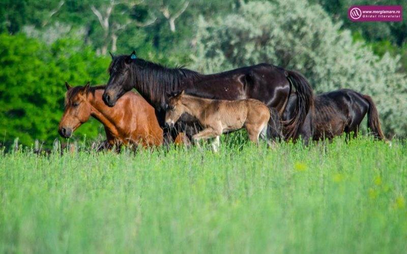 Formații Muzica. Gabriel Nistor Art-Studios - Fotografo / Videografo Iasi