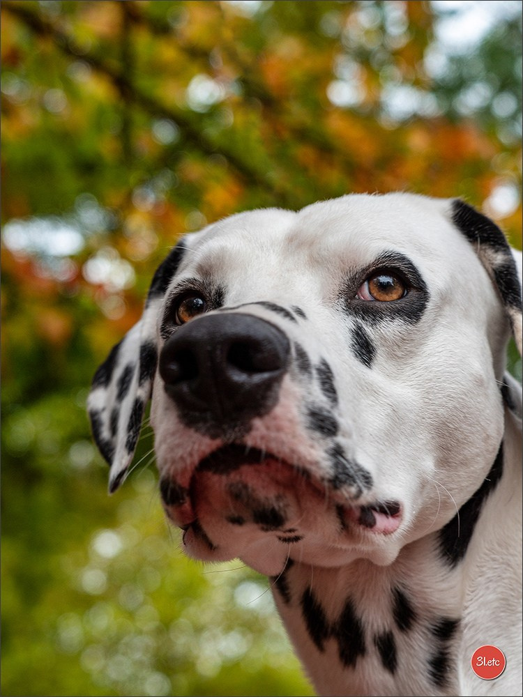 Photographie animalière. Photographe à Strasbourg | Portraits, Studio, Enfants, Événements