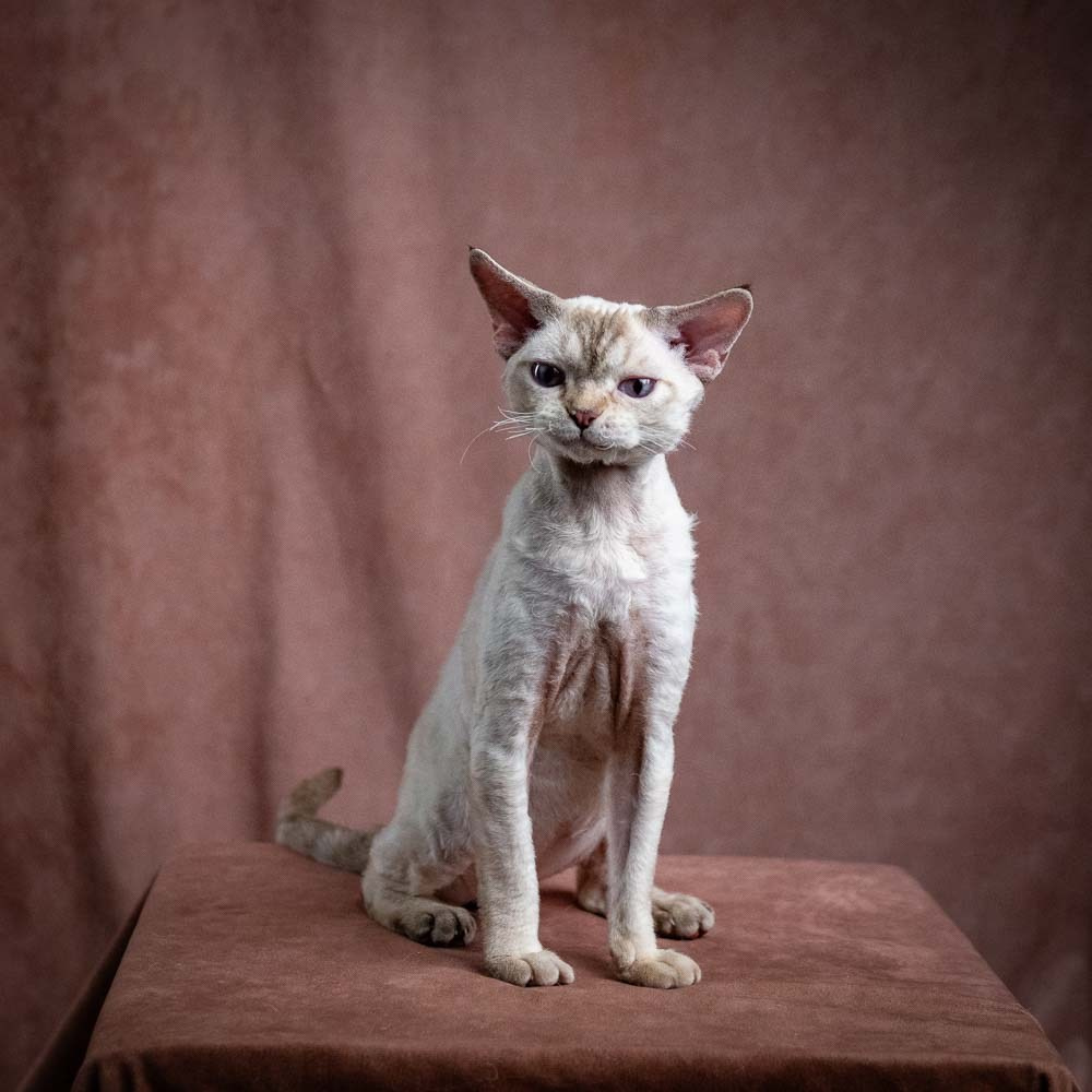 Flynn. Devon Rex Pixie Cattery