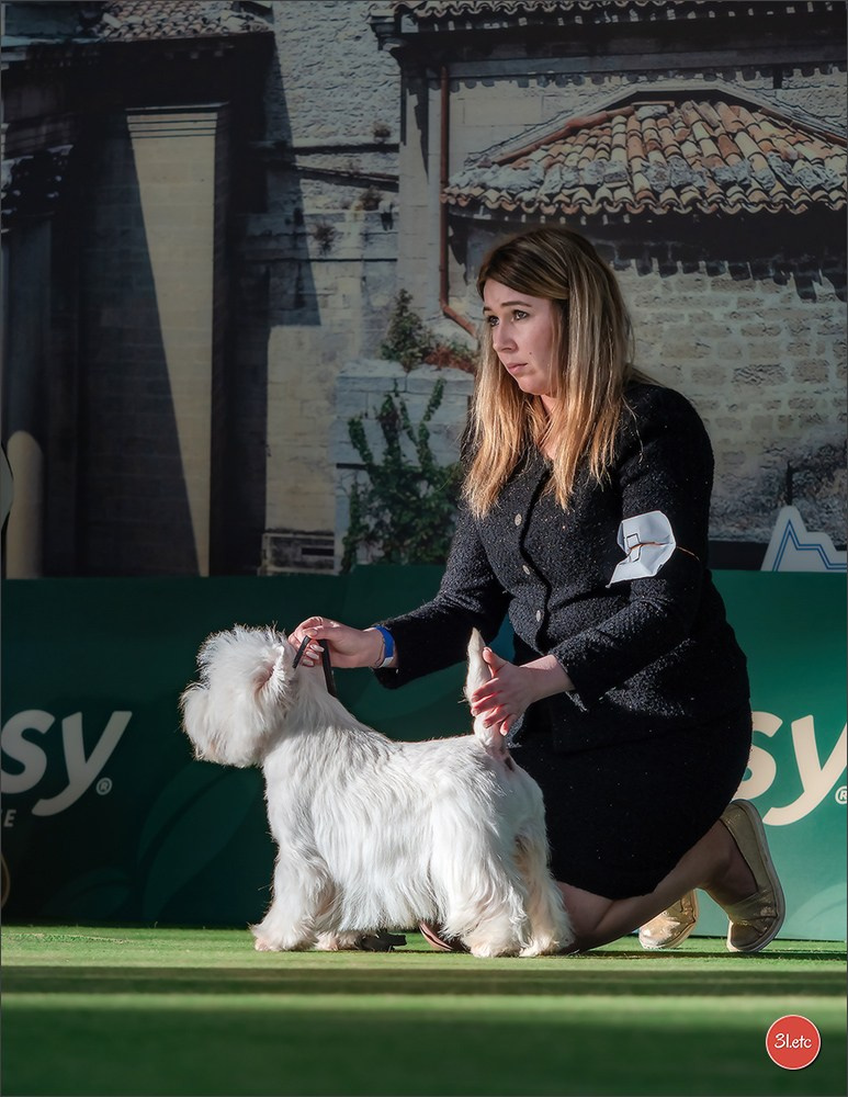 Dog Show  🇮🇹  San Marino. Photographe à Strasbourg | Portraits, Studio, Enfants, Événements