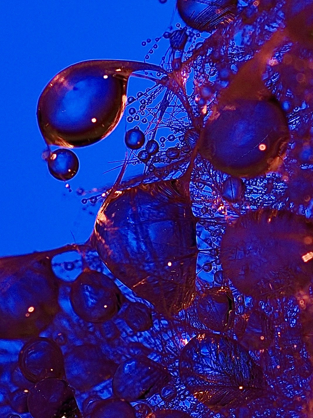 Portfolio. Bev bingham macro photographic artist