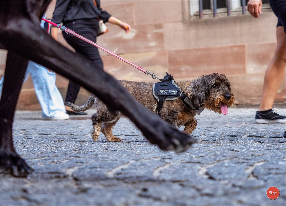 Teckels Parade Strasbourgeoise  Vous pouvez voir le galerie de photos. Photographe à Strasbourg | Portraits, Studio, Enfants, Événements