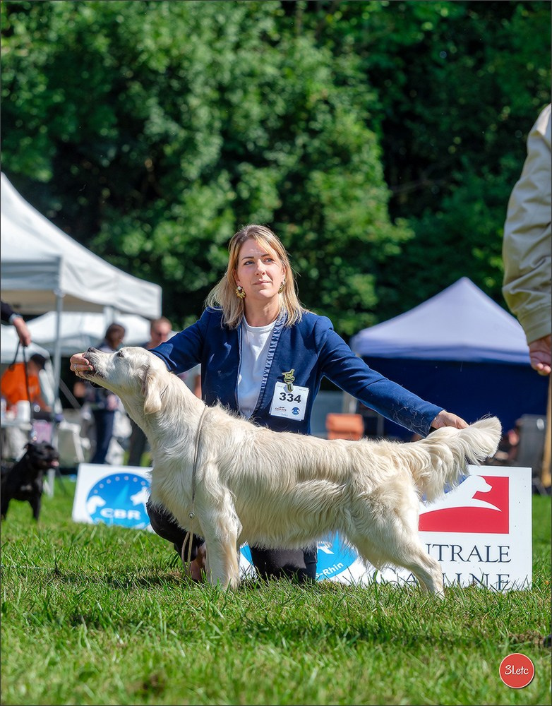 Expo canine Strasbourg  🇫🇷  23-24/08/2025. Photographe à Strasbourg | Portraits, Studio, Enfants, Événements