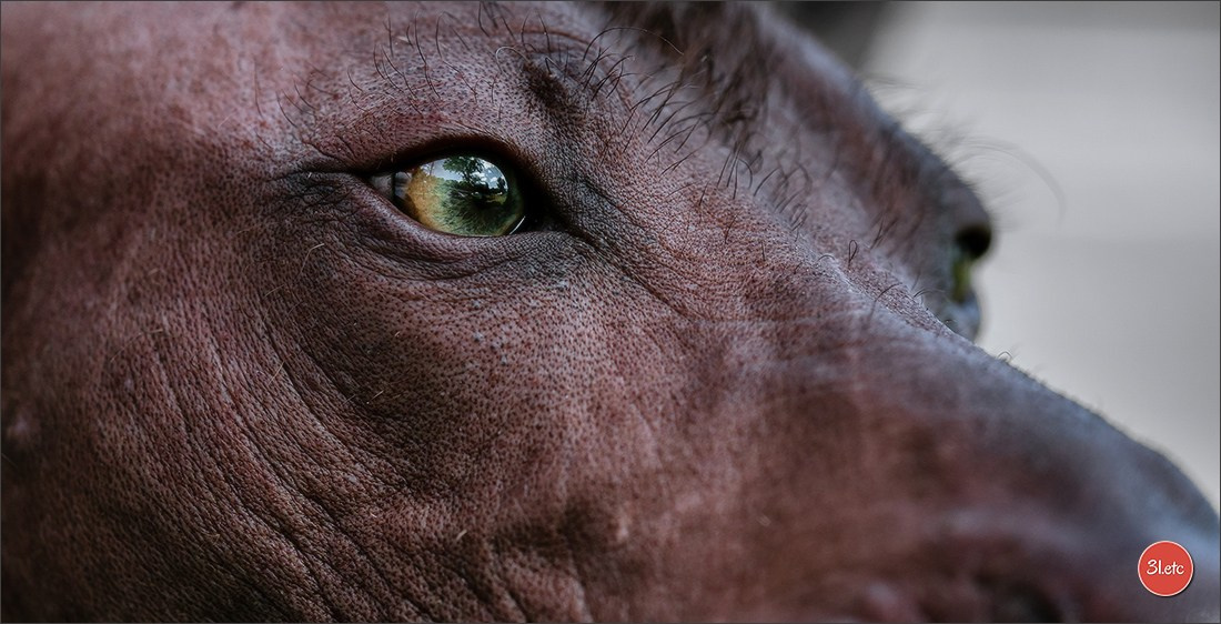 🇫🇷 Romorantin - Exposition Canine Nationale. Photographe à Strasbourg | Portraits, Studio, Enfants, Événements