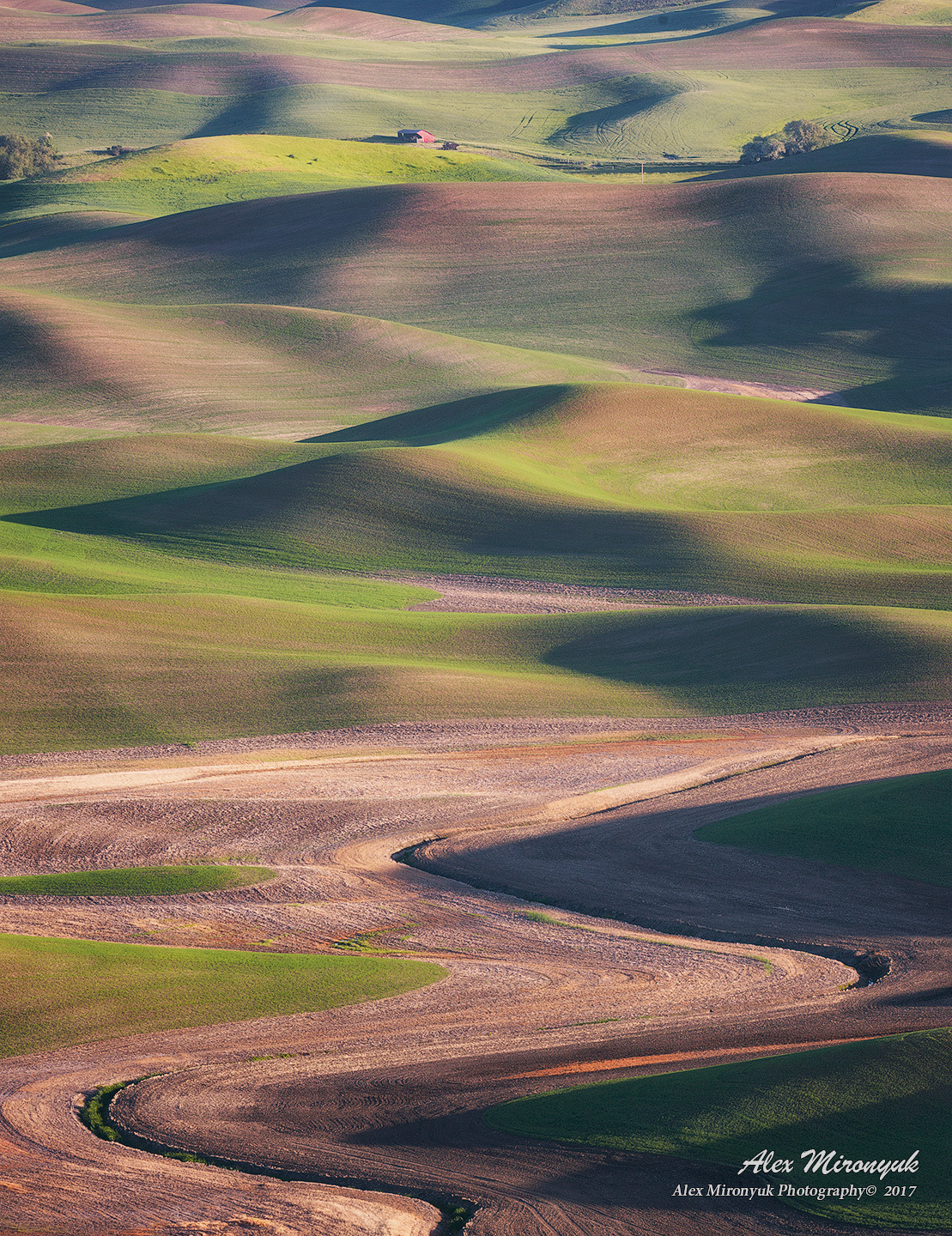Palouse. Alex Mironyuk Photography