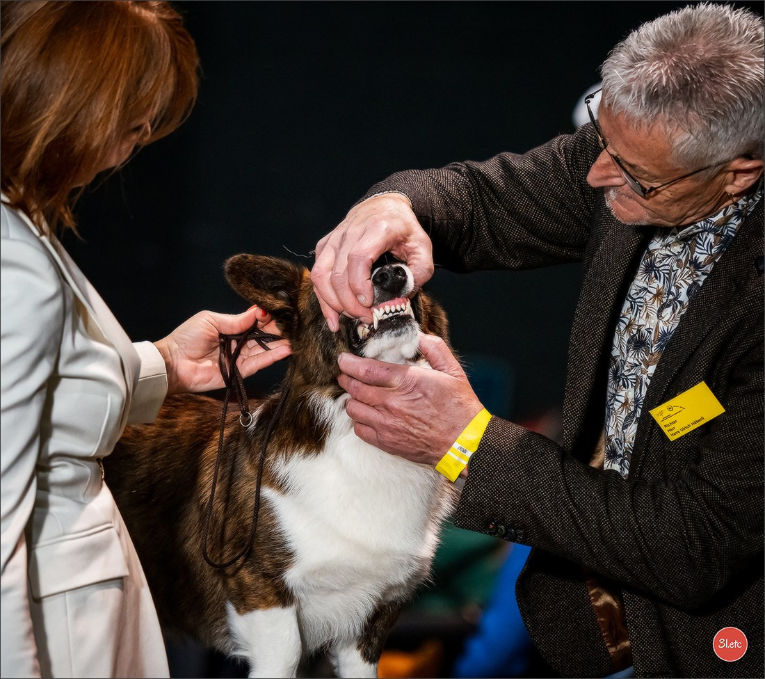 🇩🇪 Offenburg  International Dogshow 09-10.03.24 🇩🇪. Photographe à Strasbourg | Portraits, Studio, Enfants, Événements