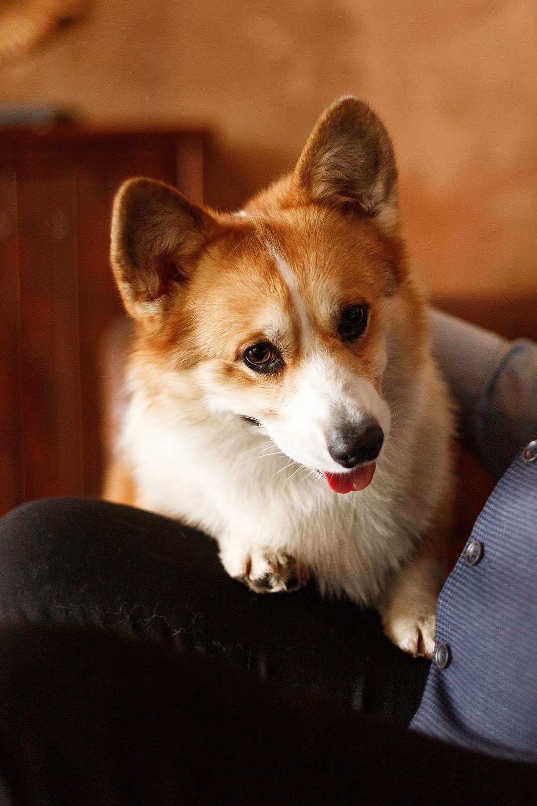 Corgis in studio, Moscow. Kaja | fotograf psów we Wrocławiu