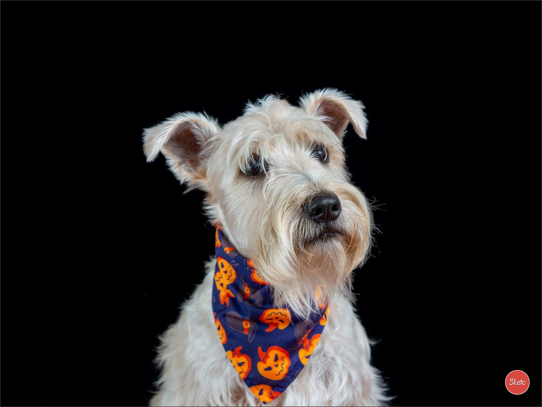 Photographie animalière. Photographe à Strasbourg | Portraits, Studio, Enfants, Événements