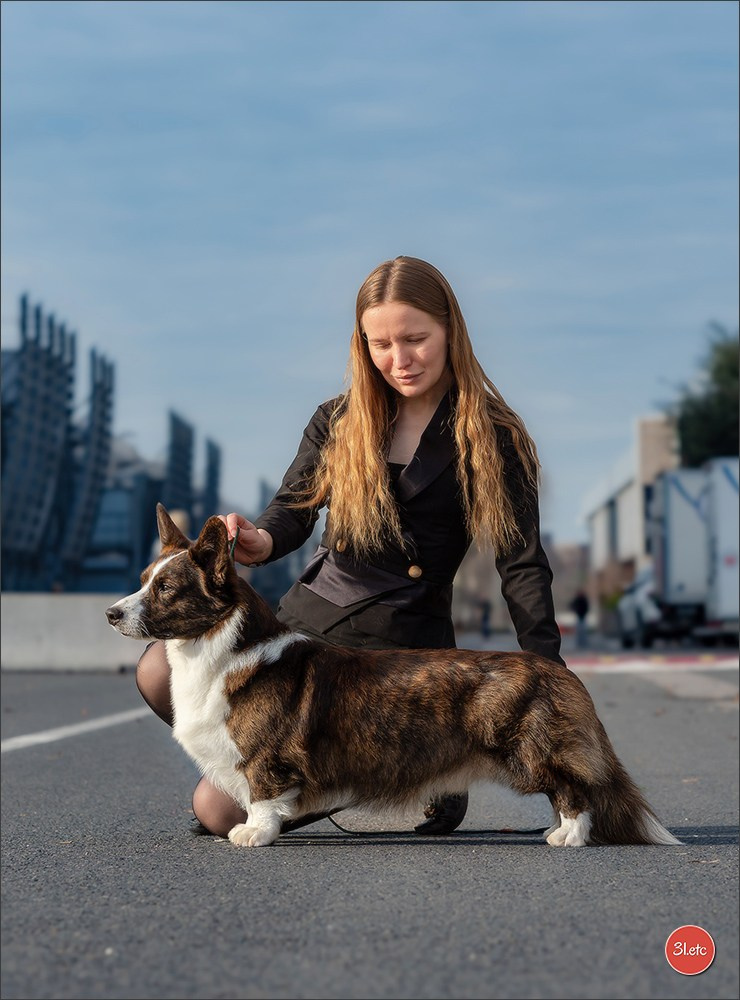 PDS  🇫🇷  Paris Dog Show  🇫🇷  Expo canine  10-11/01/2026. Photographe à Strasbourg | Portraits, Studio, Enfants, Événements