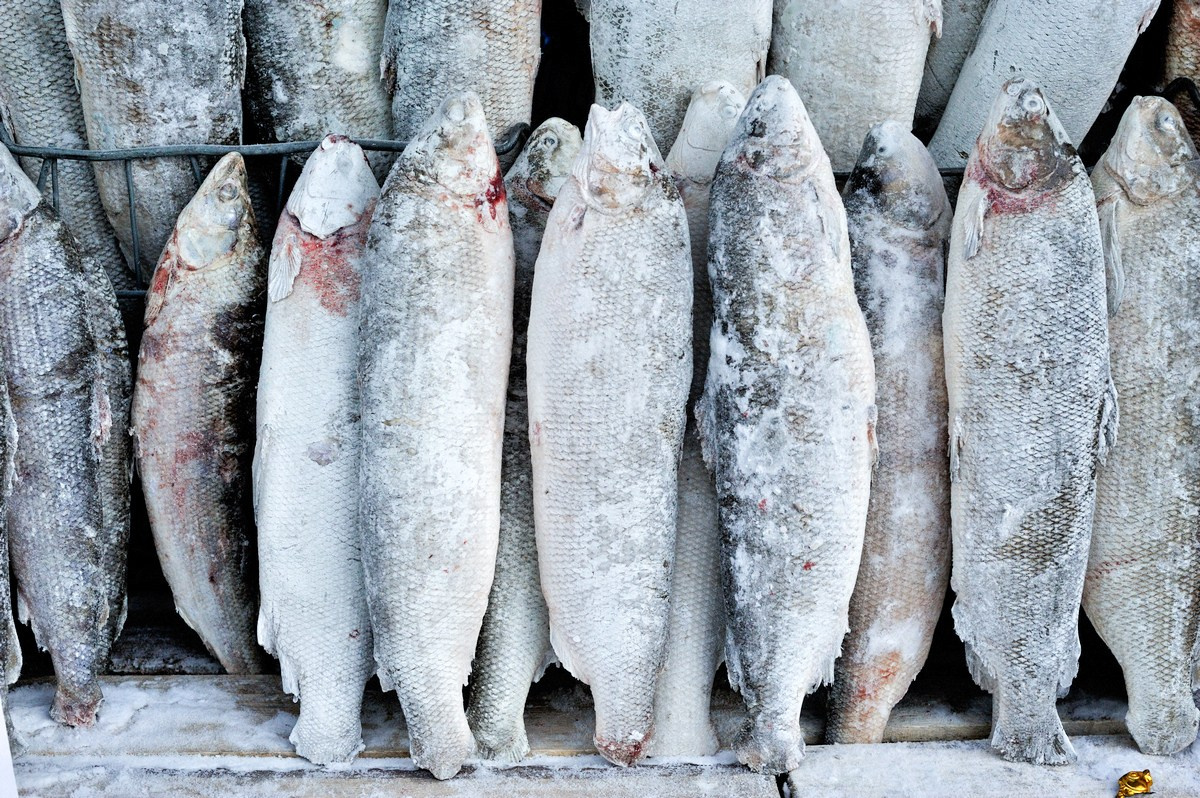 La meilleure saison. Ayar Kuo