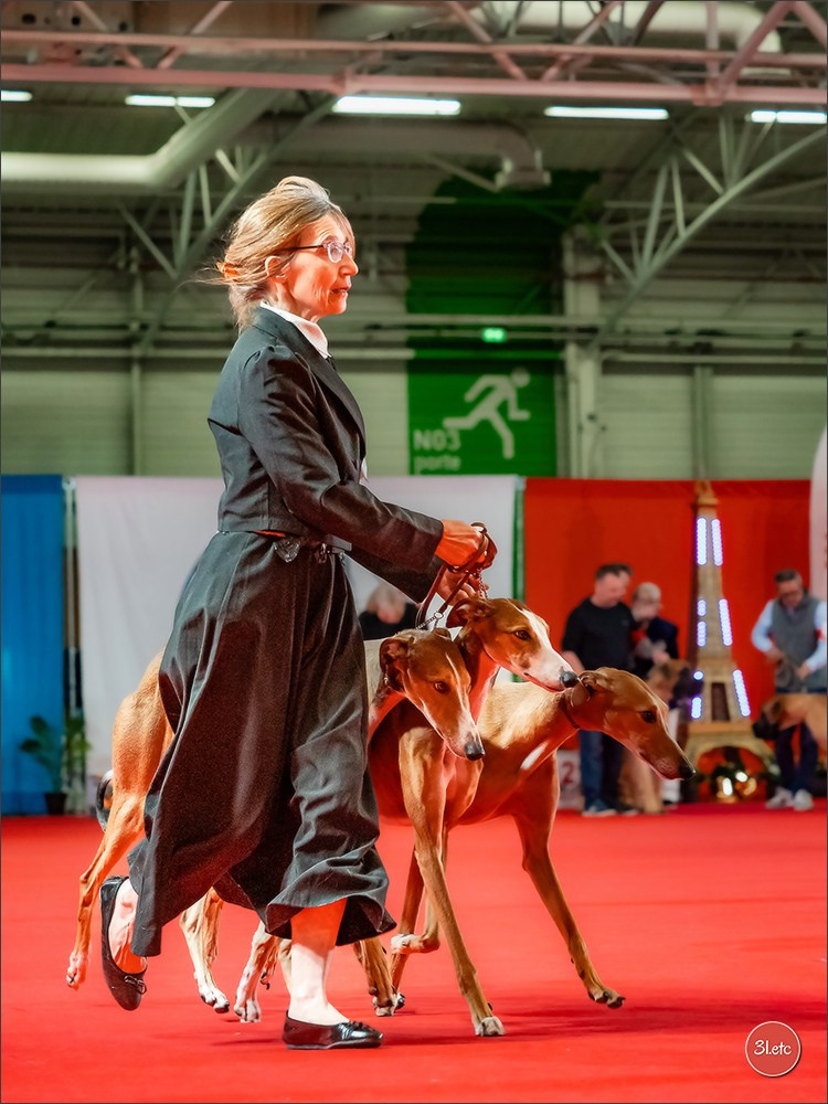 PDS  🇫🇷  Paris Dog Show  🇫🇷  Expo canine  10-11/01/2026. Photographe à Strasbourg | Portraits, Studio, Enfants, Événements