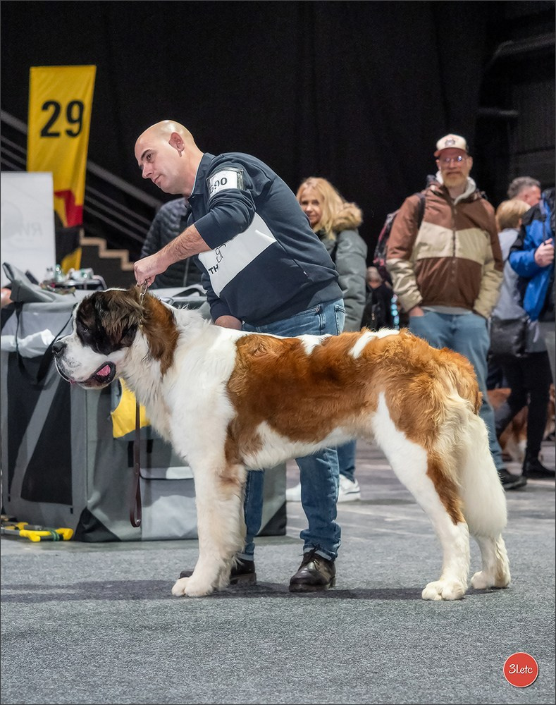 🇩🇪 Offenburg International Dogshow 15-16.03.25 🇩🇪. Photographe à Strasbourg | Portraits, Studio, Enfants, Événements