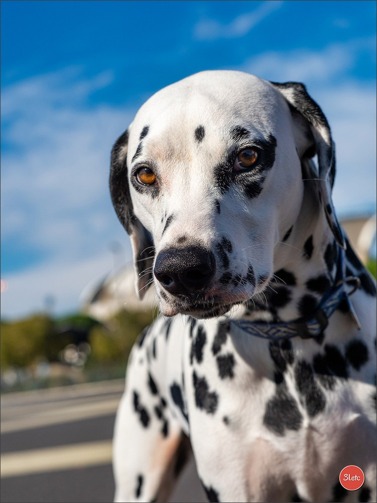 Photographie animalière. Photographe à Strasbourg | Portraits, Studio, Enfants, Événements