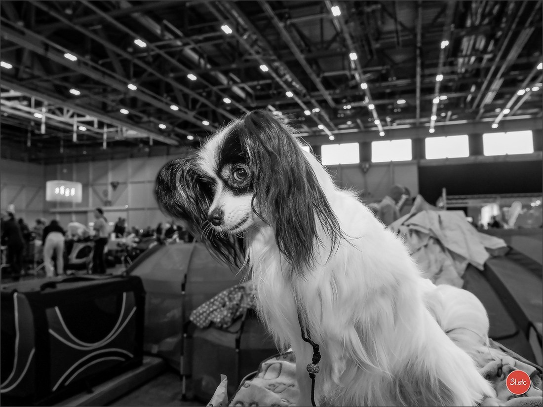 Photographie animalière. Photographe à Strasbourg | Portraits, Studio, Enfants, Événements