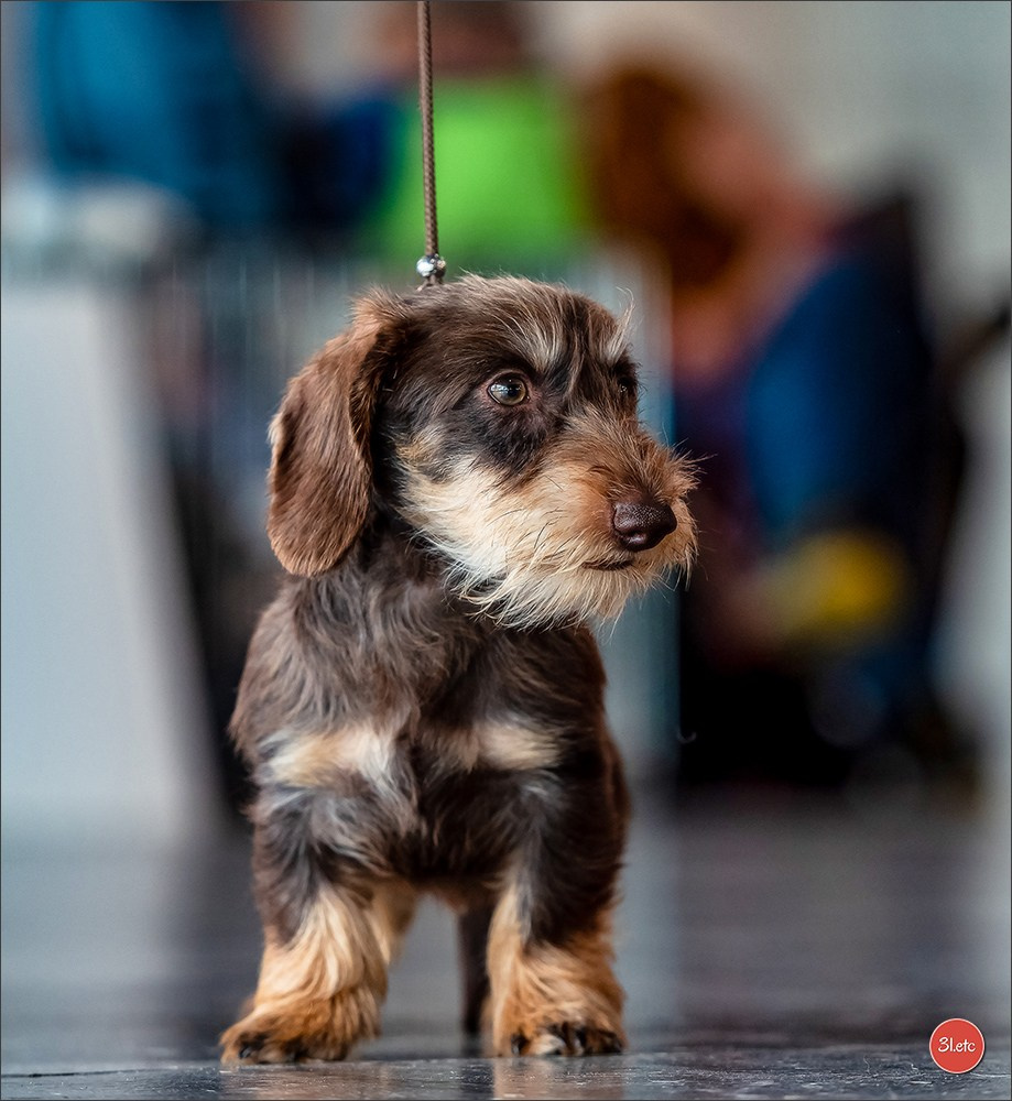 Photographie animalière. Photographe à Strasbourg | Portraits, Studio, Enfants, Événements