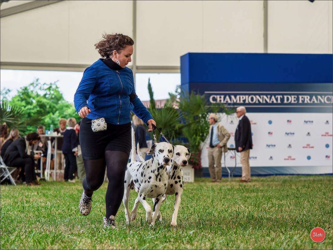 Championnat de France du chien de race  🇫🇷  DIJON (château de Brognon) 7-8/06/2025. Photographe à Strasbourg | Portraits, Studio, Enfants, Événements