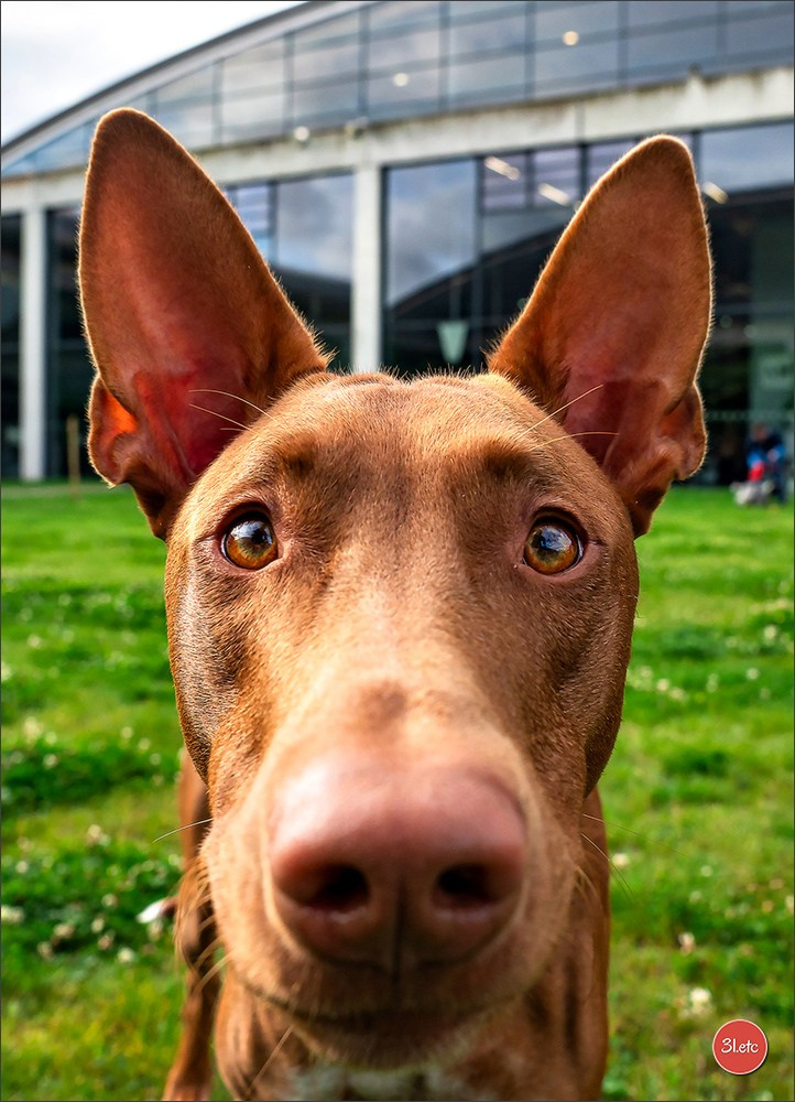 Exposition Canine à Karlsruhe 28-29/09/2024. Photographe à Strasbourg | Portraits, Studio, Enfants, Événements