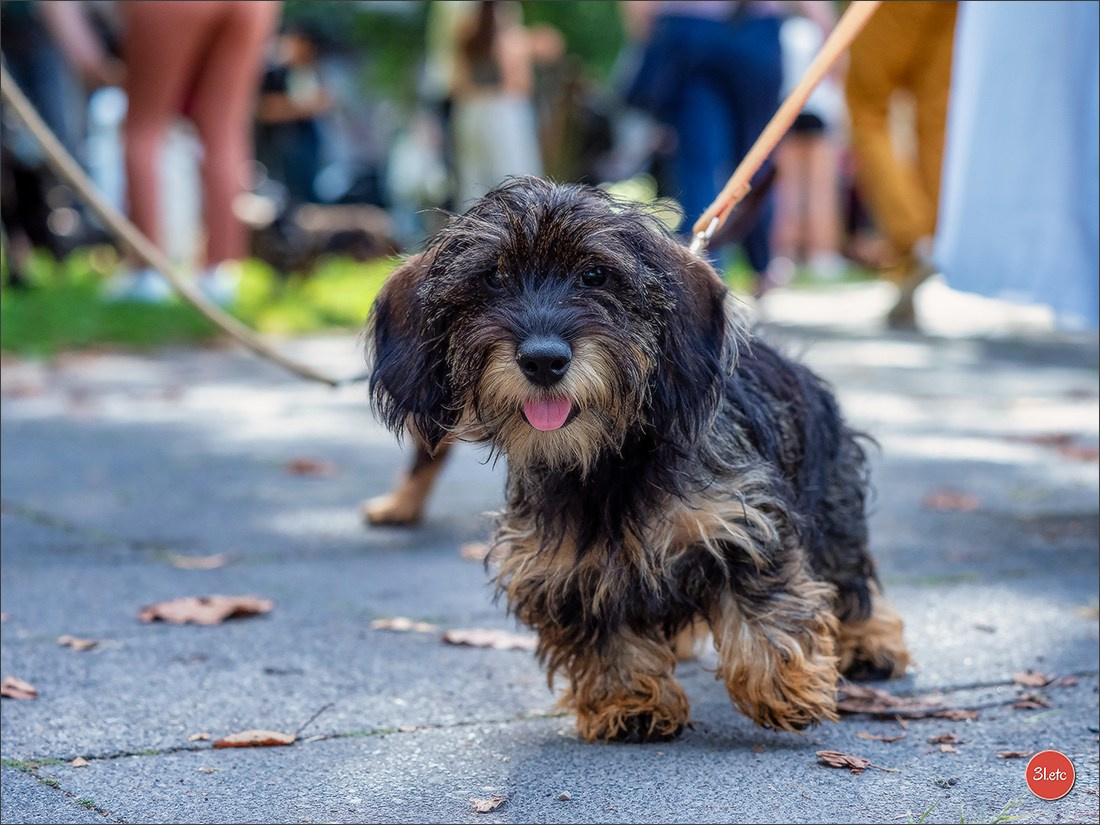 Teckels Parade Strasbourgeoise  Vous pouvez voir le galerie de photos. Photographe à Strasbourg | Portraits, Studio, Enfants, Événements