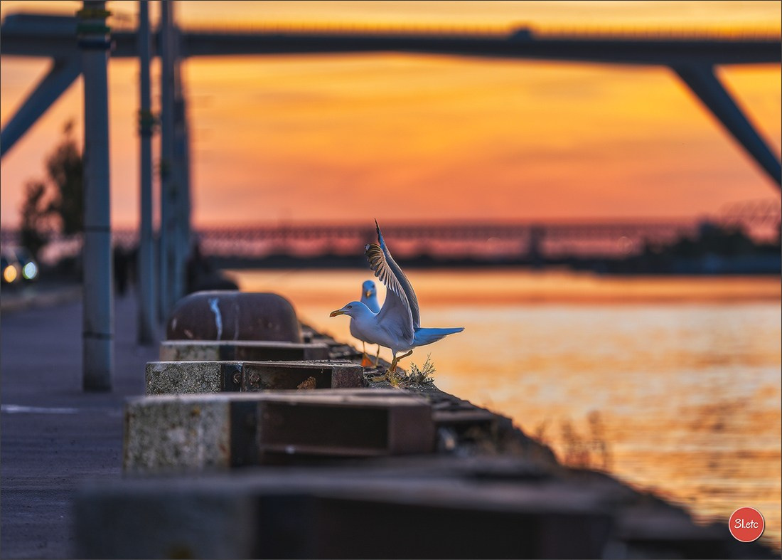 Martigues  🇫🇷. Photographe à Strasbourg | Les animaux, Portraits, Studio, Événements