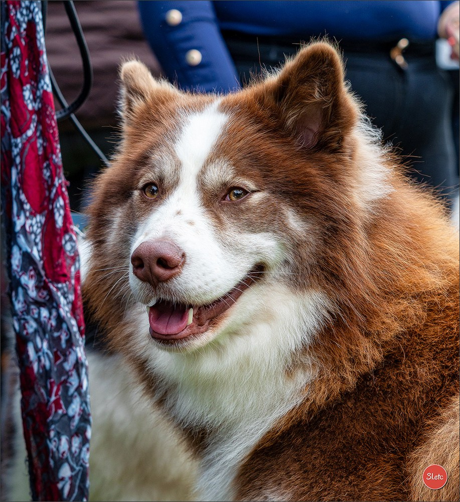 Expo canine Nancy  🇫🇷  25/05/2025. Photographe à Strasbourg | Portraits, Studio, Enfants, Événements