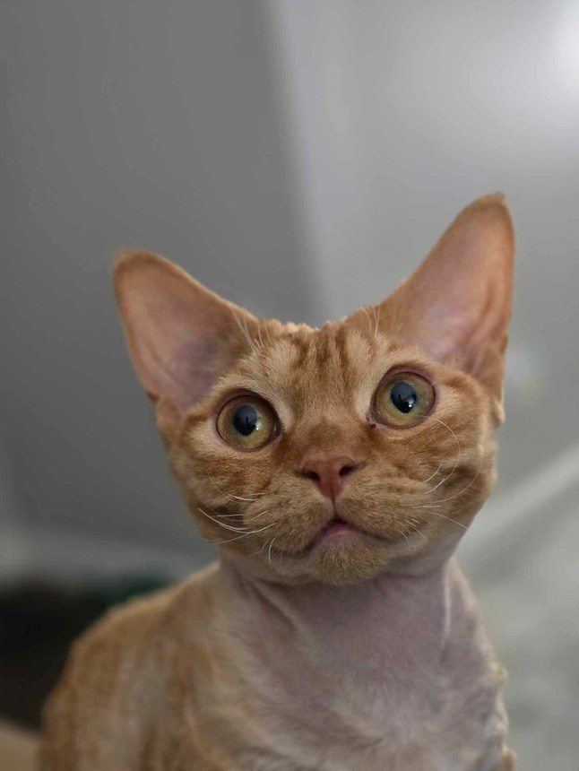 Dorito, boy, born on 06.06.24 SOLD. Devon Rex Pixie Cattery