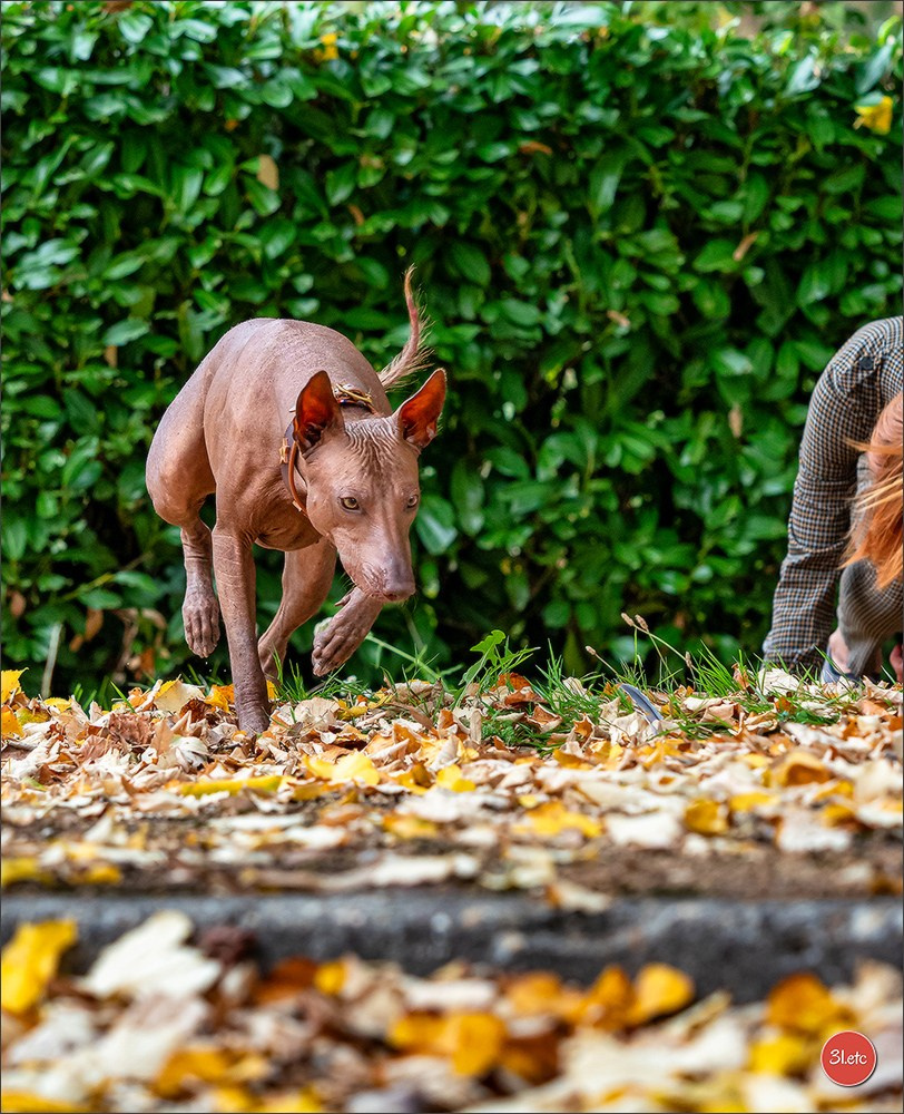 Expo canine 🇫🇷 Poitiers 18-19/10/2025. Photographe à Strasbourg | Portraits, Studio, Enfants, Événements