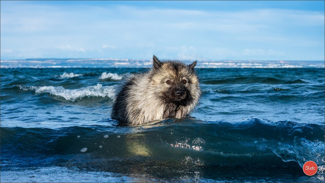 Expo canine 🇫🇷 Martigues  19-20/04/2025. Photographe à Strasbourg | Portraits, Studio, Enfants, Événements