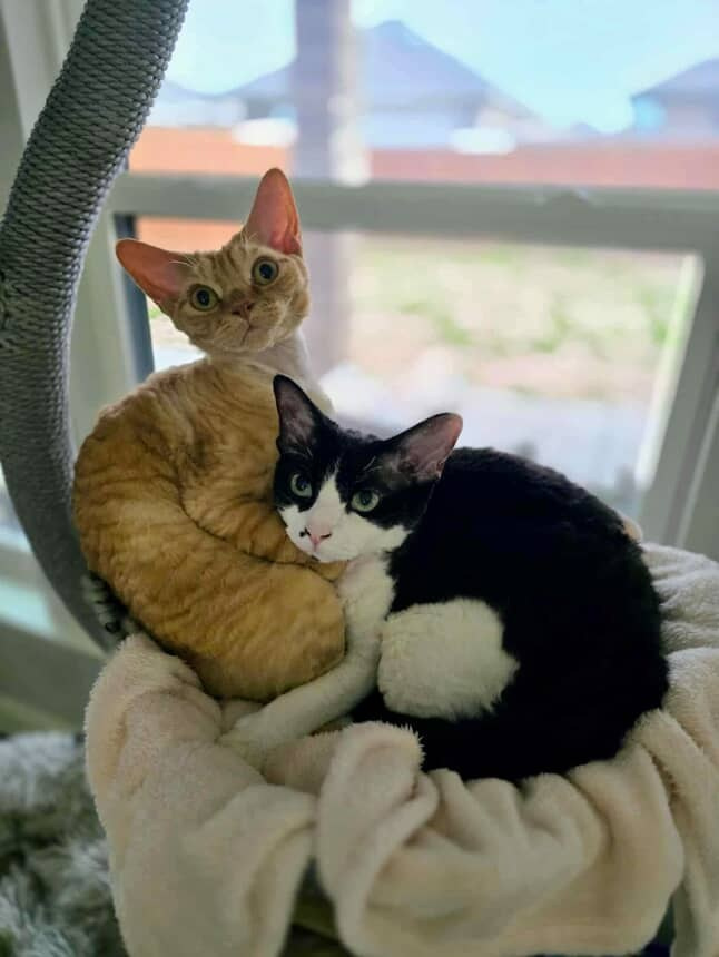 Dorito, boy, born on 06.06.24 SOLD. Devon Rex Pixie Cattery