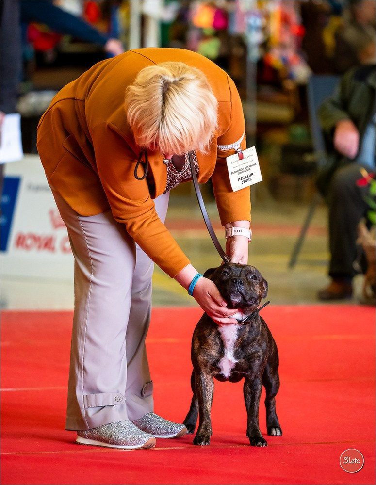 Exposition Canine à  Margny-lès-Compiègne 14-15/09/2024. Photographe à Strasbourg | Portraits, Studio, Enfants, Événements