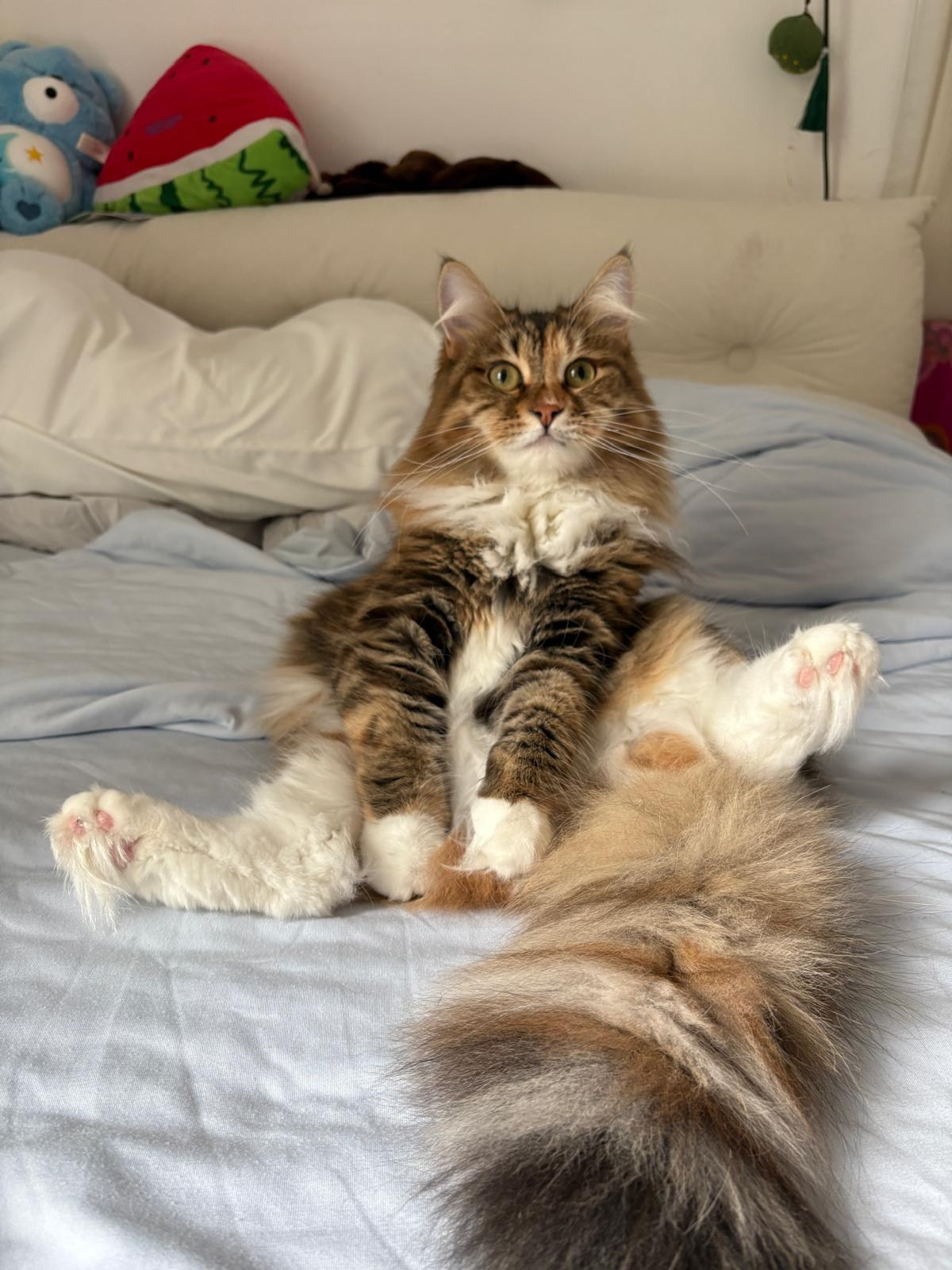 sire: GC Sibaris Nazar Dam: GC Verooka Uslada