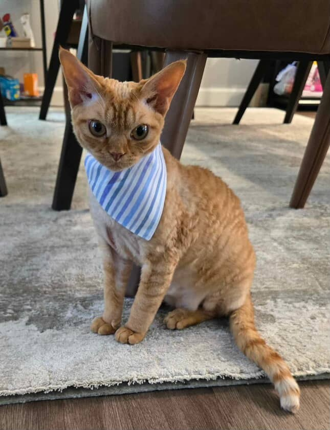 Dorito, boy, born on 06.06.24 SOLD. Devon Rex Pixie Cattery